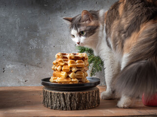 The fluffy cat climbed onto the table. Homemade waffles with powdered sugar lie on a plate