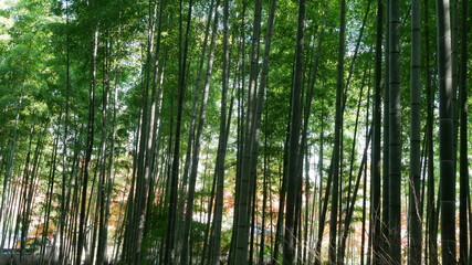 Fototapeta na wymiar 京都の秋の竹林その１