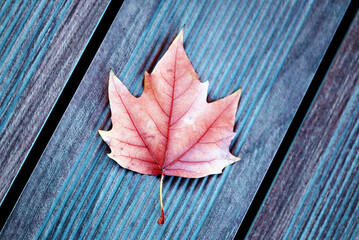Photo background with autumn retro maple leaf