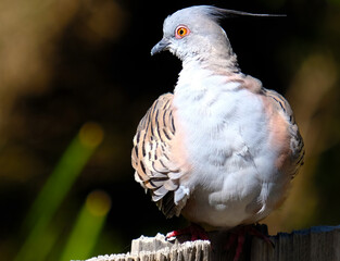 A crested pigeon on a fence