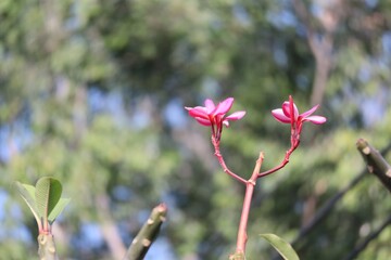 red and yellow flowers
