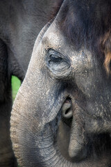 Asian elephant closeup detailed head profile image