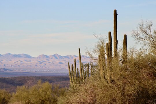 Desert saguaro in Arizona © Misty