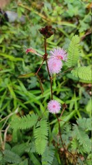 pink and white flower