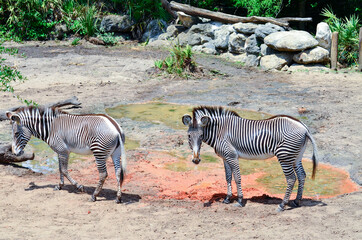 Fototapeta na wymiar Pair of Grevy's Zebras at the Melbourn Zoo