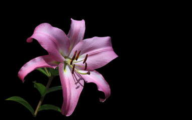 Flowering lily in the home garden in the summer. Black background.