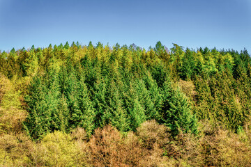 Naklejka premium Frühlingswald