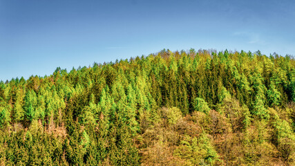 Fototapeta na wymiar Frühlingswald