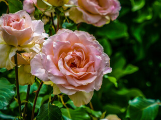 Pink And Yellow Roses
