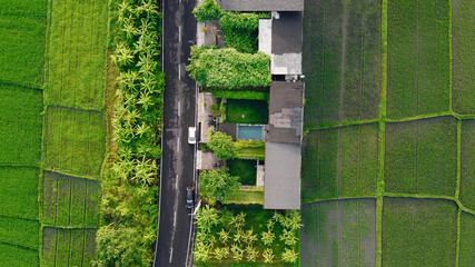 Fields on Bali. Shooting from dron.