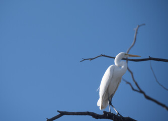 Egret