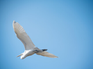 Fototapeta na wymiar Egret flying