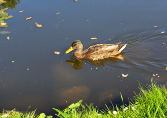 Wild Mallard duck. Waterfowl floating on the water of the lake
