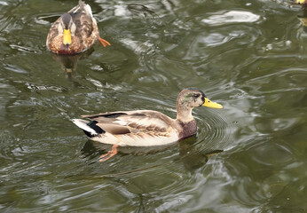 Mallard duck in the water. Wild bird swims on the lake