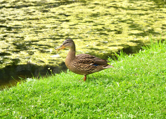 Mallard duck on the grass. A wild bird stands on the shore of a lake covered with aquatic vegetation