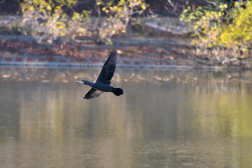 羽を広げて水面の上を飛んでいるカワウ