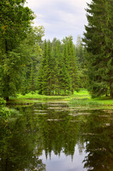Christmas trees in the summer Park. The shore of the lake with tall trees