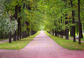 Alley in the summer Park. Oak trunks along the pedestrian path