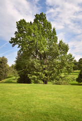 Fototapeta na wymiar A tree in a summer Park. Green lawn under a blue sky