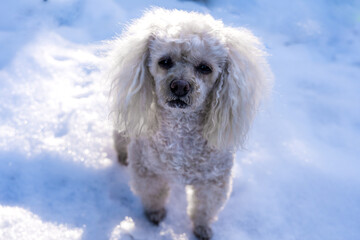 White poodle in the bright sun on white snow looks at the camera