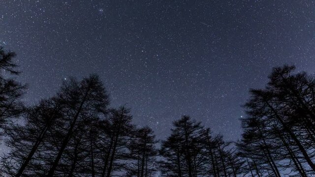 高ボッチ高原カラ松林と冬の星空Timelapse