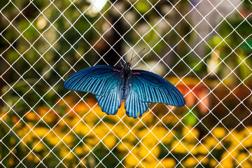 Blue butterfly resting on the metal mesh. Garden