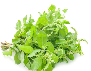 Holy basil an isolated on white background
