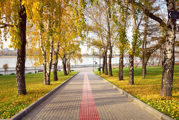 Alley on the Ob river embankment. Birch trunks with autumn foliage along the pedestrian path leading to the river Bank