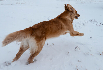 Fototapeta na wymiar golden retriever running in snow