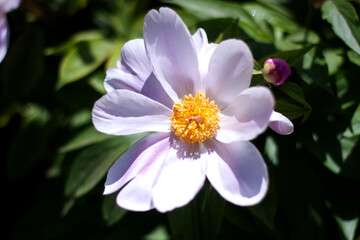 light purple and white flower 