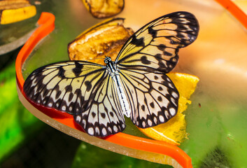 Black and white butterfly resting on the flower.Garden