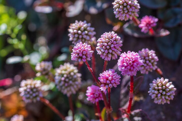 ヒメツルソバ　ピンクのかわいい花
