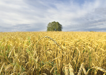 Ear of rye on a field background