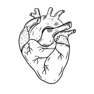 Heart realistic hand draw vector illustration. Engraving style. Black color. Isolated on white background.