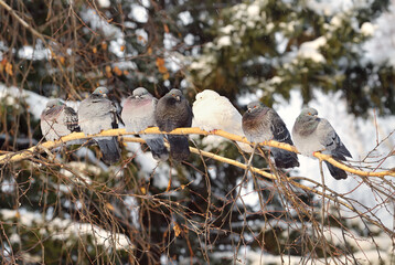 Pigeons on a birch branch. Grey and white birds have ruffled up their plumage in the cold winter, sitting side by side