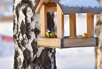 Obraz na płótnie Canvas Tit at the feeder in winter. A small bird sits on the edge of the house with bread against the background of a birch trunk