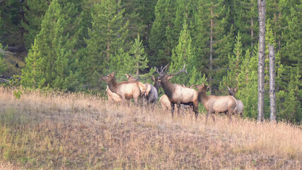 bull elk and cows on a hill at hayden valley in yellowstone national park