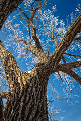 The trunk of an old oak tree is covered with frost against the blue sky.