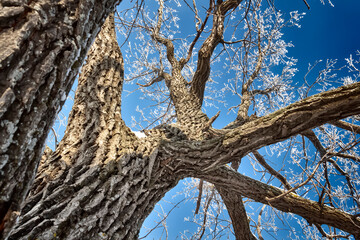 The trunk of an old oak tree is covered with frost against the blue sky.