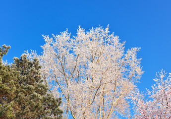 Crowns of winter trees. Birch and pine branches covered with frost against the blue sky