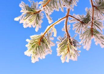 Pine branch in winter. The long needles of the coniferous tree are covered with snow and frost