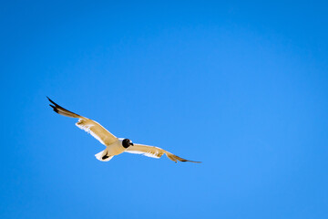 Obraz premium seagull in flight