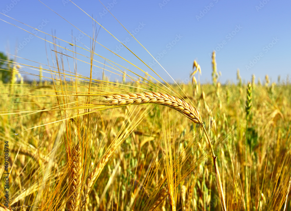 Wall mural an ear of wheat. curved stem of a grain crop in a field on a blurry background