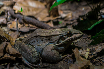 Macro photograph of a toad in the middle of the Amazon trail heading to the camp, taken in 2019.