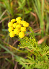 Flowers of tansy. A bunch of wild medicinal herbs on a blurry green background