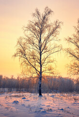 Winter evening in the suburbs. Snow glade in a birch grove, roofs of rural houses in the distance