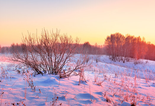 Morning over a winter field. Bare bushes and birches in the middle of blue snow in pink light