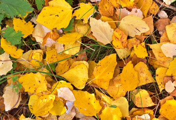 Autumn leaves. Fallen birch leaves on the ground - as background