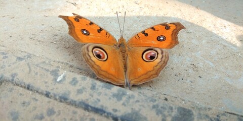 Beautiful peacock pansy butterfly in India 