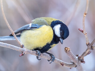 Fototapeta premium Cute bird Great tit, songbird sitting on a branch without leaves in the autumn or winter.